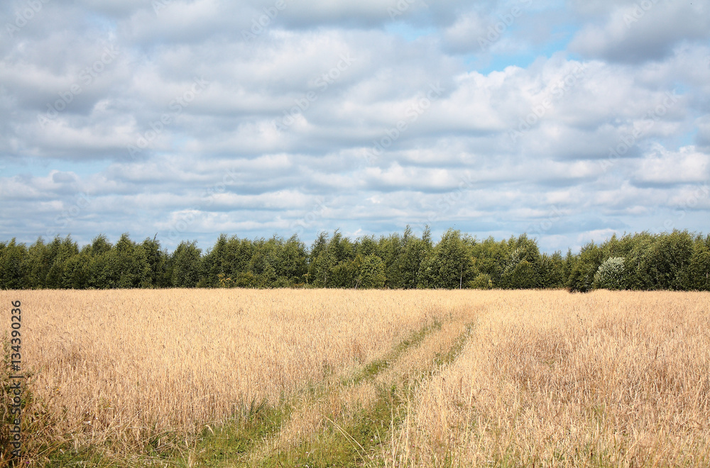 Road in a wheat field, Russia