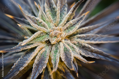 Cannabis flower macro