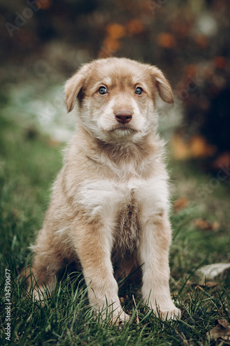 adorable brown puppy with amazing blue eyes on background of aut