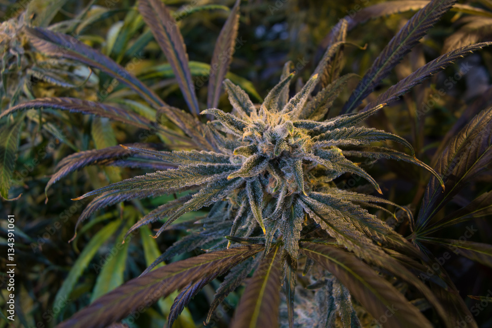 Indoor Marijuana Garden - Aeroponics Indoor Marijuana Garden - Aeroponics