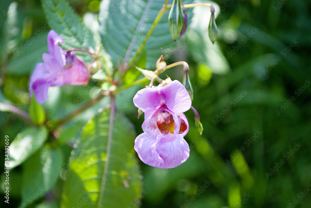 Rosa blühende Gauklerblume im Sonnenlicht, Mimulus ringens, Monkeyflower Rosa blühende Gauklerblume im Sonnenlicht, Mimulus ringens, Monkeyflower