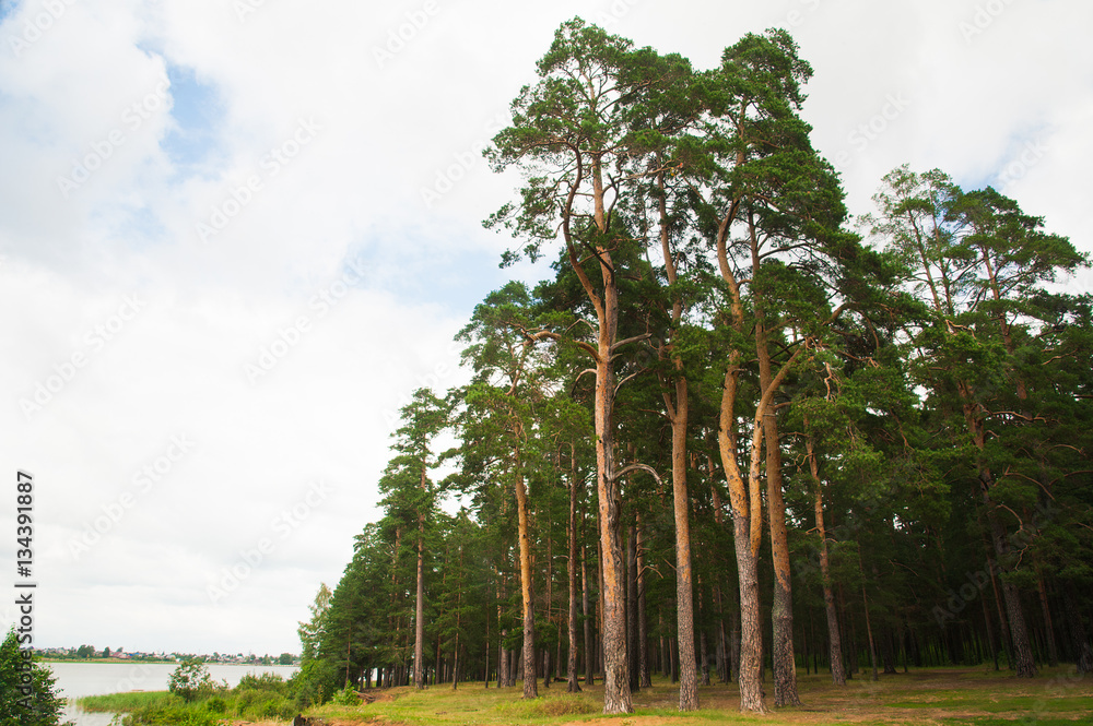 Fototapeta premium Pine forest. Landscape