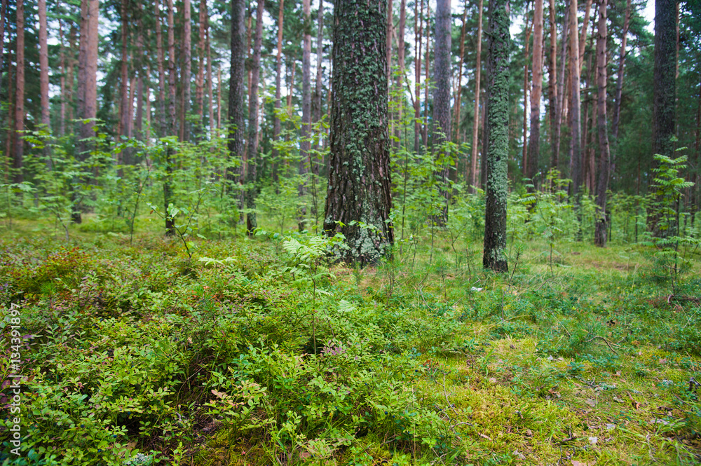 Summer Pine Forest Summer Pine Forest