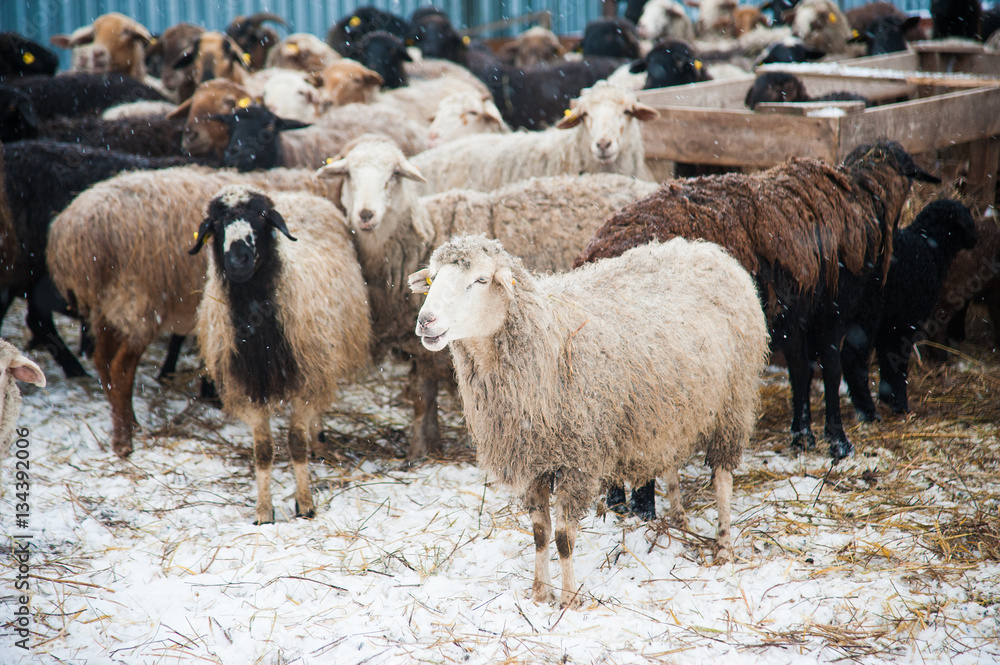 Fototapeta premium Sheep on a farm