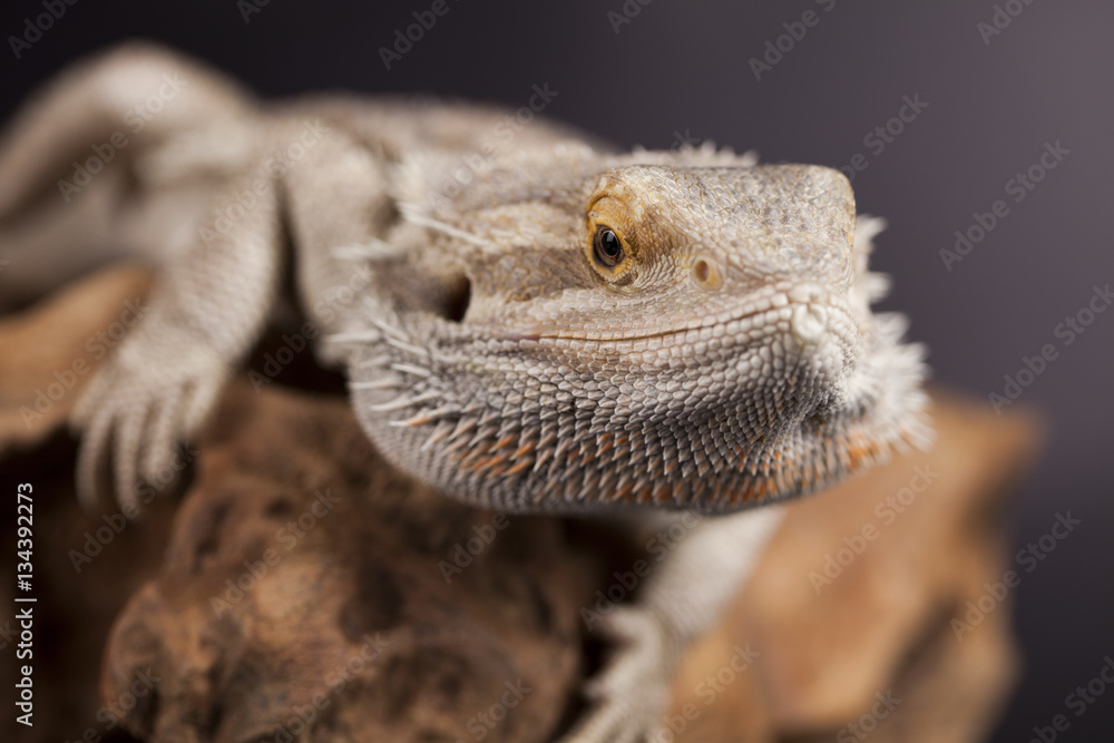 Fototapeta premium Agama bearded, pet on black background, reptile