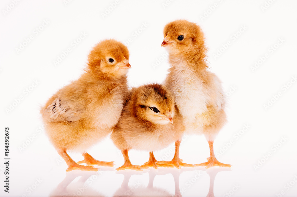 Fototapeta premium Kücken