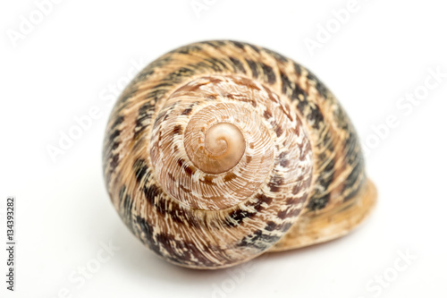 Land snail. Front view of the spiral. An isolated snail shell over a white background spiral natural design, brown beige colors