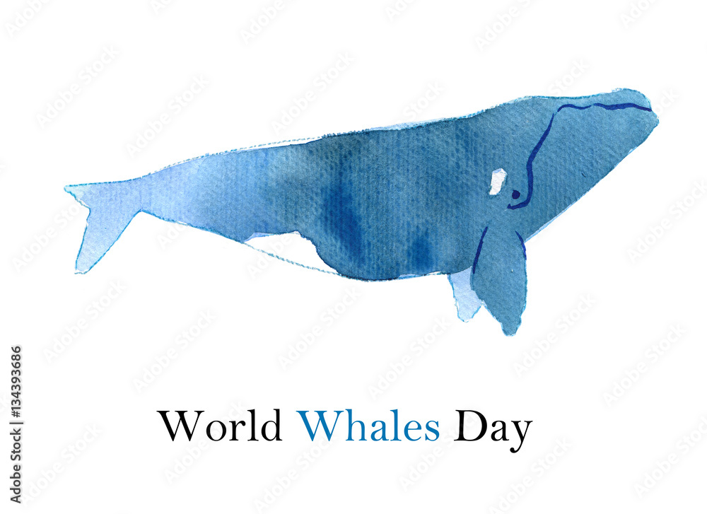 Naklejka premium Watercolor sketch of right whale. Illustration isolated on white background