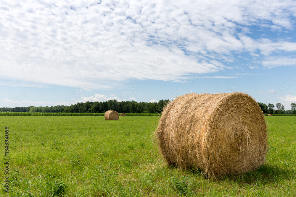 Hay Bales in Field