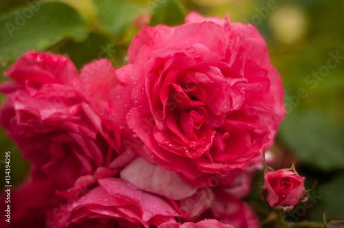 Pink roses with buds on a background of a green bush. Pink roses after rain