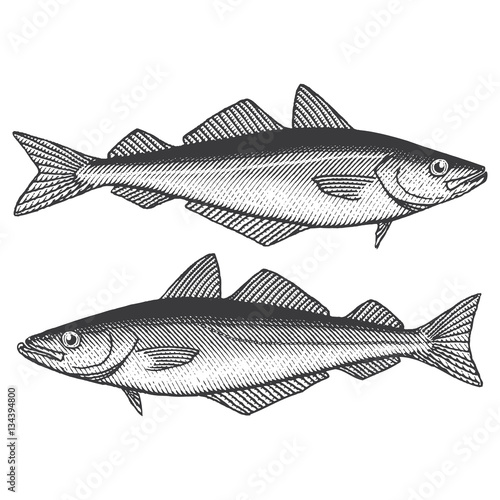 Pollock Fish (bottom) and Coalfish/Saithe (top)