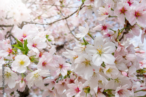 cherry blossoms season