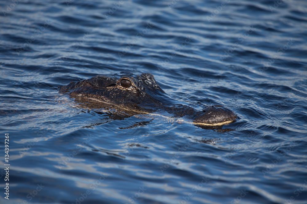 American alligator (A. mississippiensis) American alligator (A. mississippiensis)
