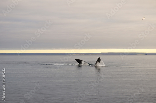 A whale on Doradillo beach in Peninsula Valdes, Argentine Patagonia photo