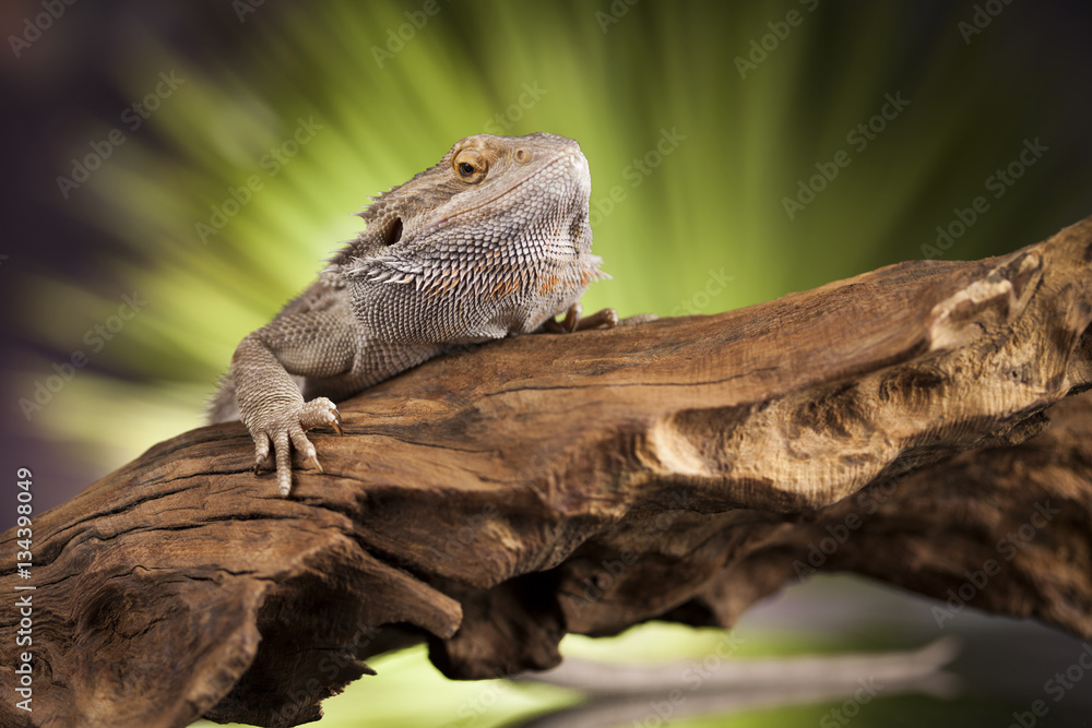 Fototapeta premium Agama bearded, pet on black background, reptile