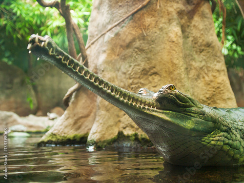 Gharial - Gavialis gangeticus - jaws with 110 teeth in thin  snout - critically endangered in IUNC Red list
