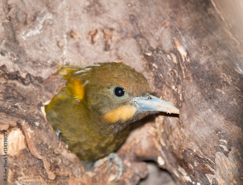  Greater Yellownape -  Picus flavinucha mystacalis - looking from hollow in the tree photo