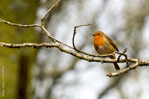 Robin on branch looking left. © Sam