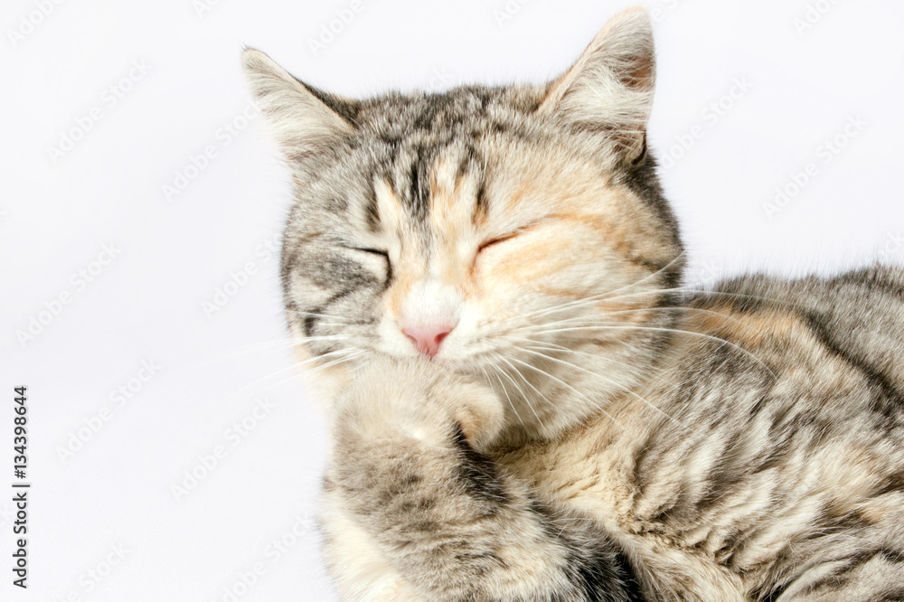 Fototapeta premium spotted cat sitting with eyes closed leaning on leg