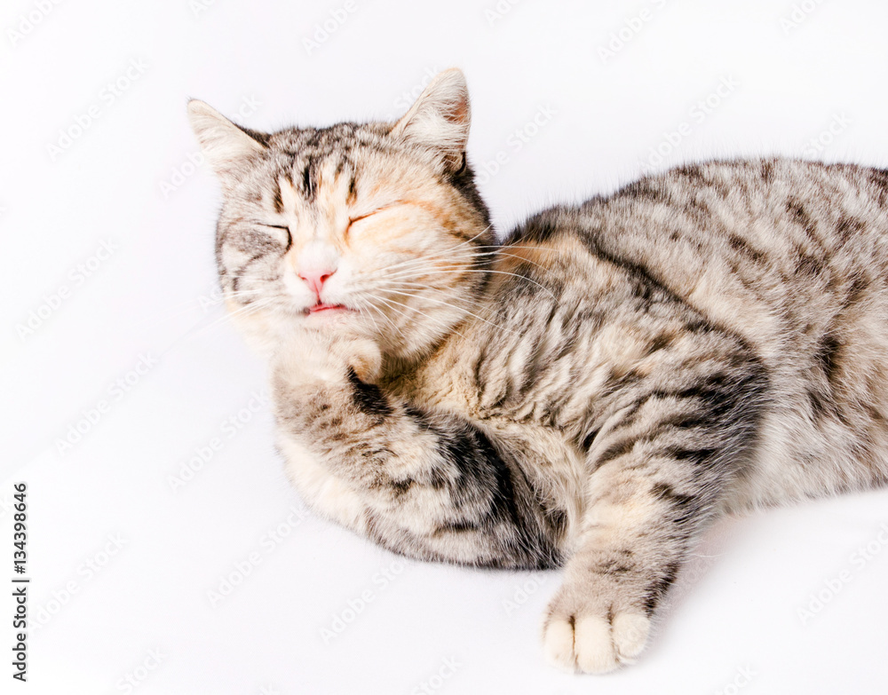 spotted cat sitting with eyes closed leaning on leg spotted cat sitting with eyes closed leaning on leg