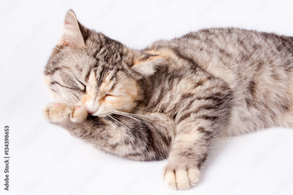 Obraz premium Zauważył kota leżącego i liżącego łapę