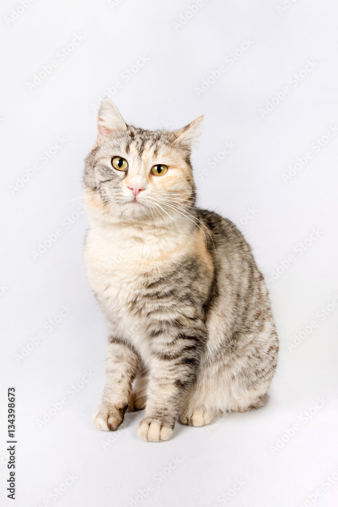 pedigreed shorthair spotted cat sits. pedigreed shorthair spotted cat sits.