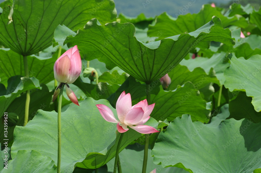 pink lotus lilly