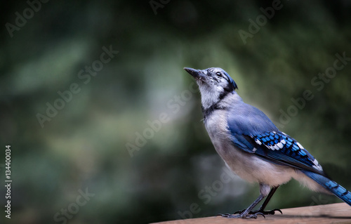 bluejay sitting on the railing of a cottage deck © evelyna636
