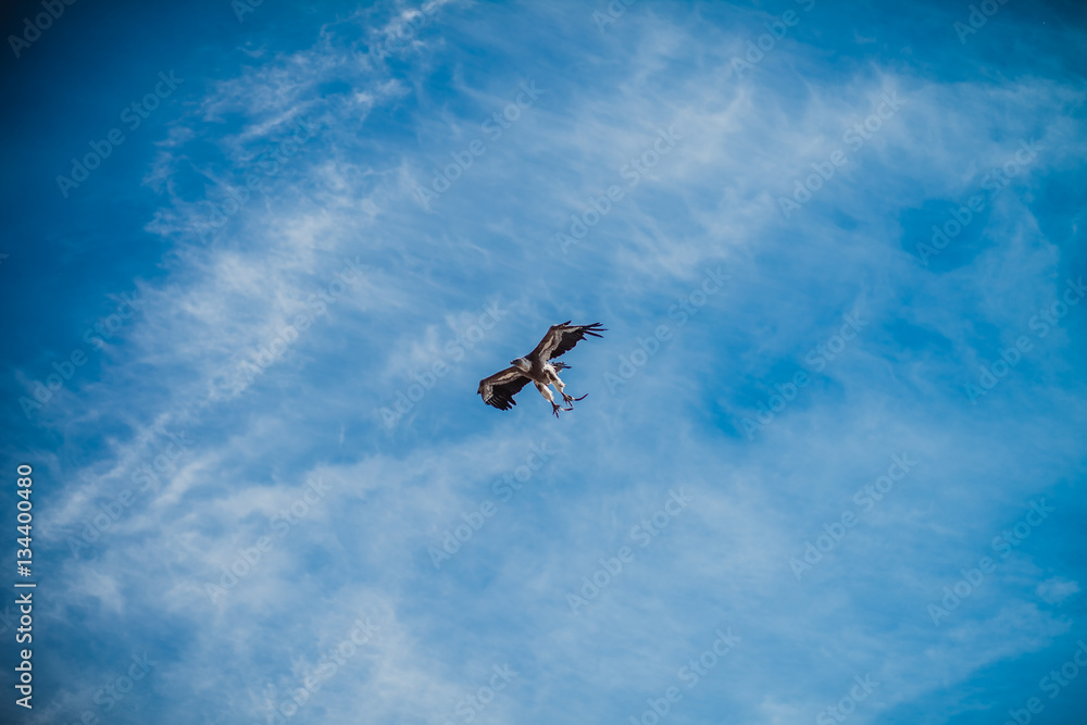 Fototapeta premium wild bird in andalusia spain