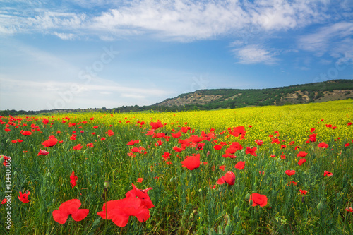 Beautiful colorful landscape with red poppies. Spring meadow.