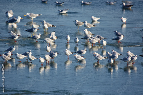 Nursery of water birds on a frozen river