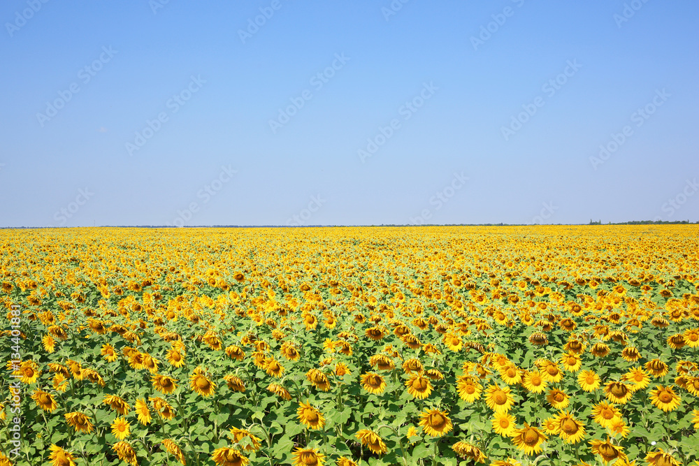 Sunflowers in summer field