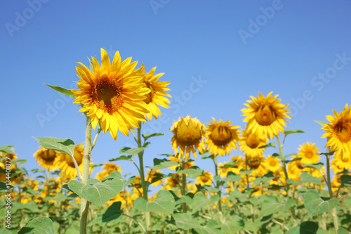 Sunflowers in summer field