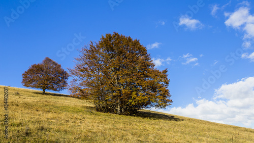 Autumn, fall landscape with trees full of colorful, falling leaves, sunny blue sky