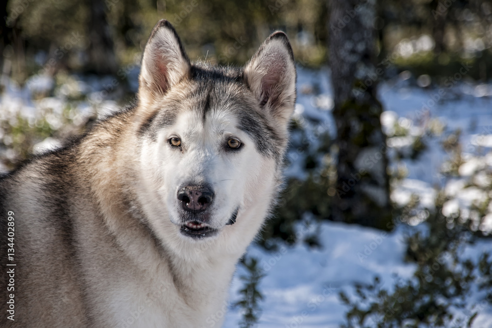 hermoso alaskan malamute en un entorno nevado hermoso alaskan malamute en un entorno nevado