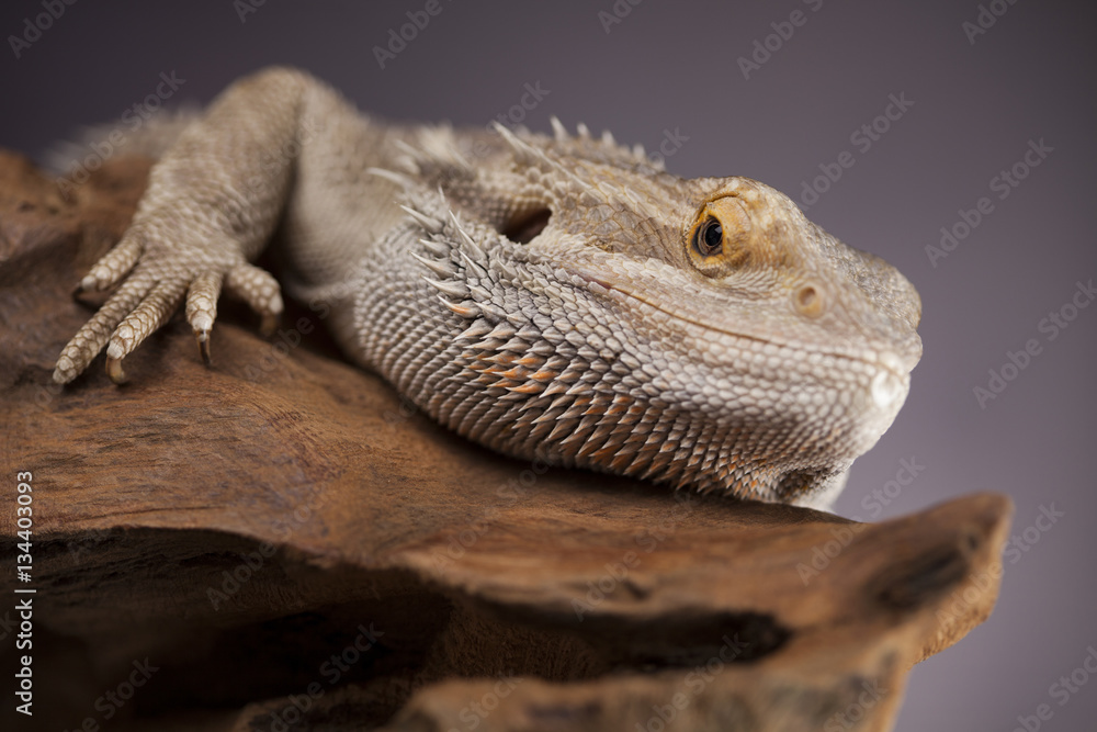 Naklejka premium Agama bearded, pet on black background, reptile