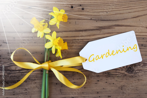 Sunny Spring Narcissus, Label, Text Gardening photo