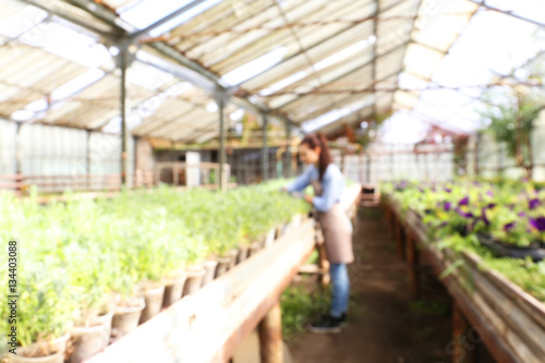 Blurred view of gardener looking after plants in greenhouse