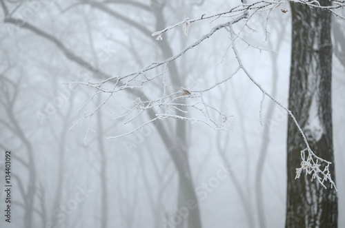 Bare tree branches and twigs covered with ice and snow on a foggy day