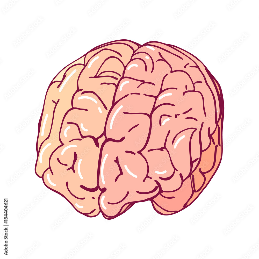Vector brain, isolated on a white background. Cartoon style medicine illustration. Part of the human body. Vector brain, isolated on a white background. Cartoon style medicine illustration. Part of the human body.