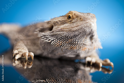Blue background, Pet, lizard Bearded Dragon