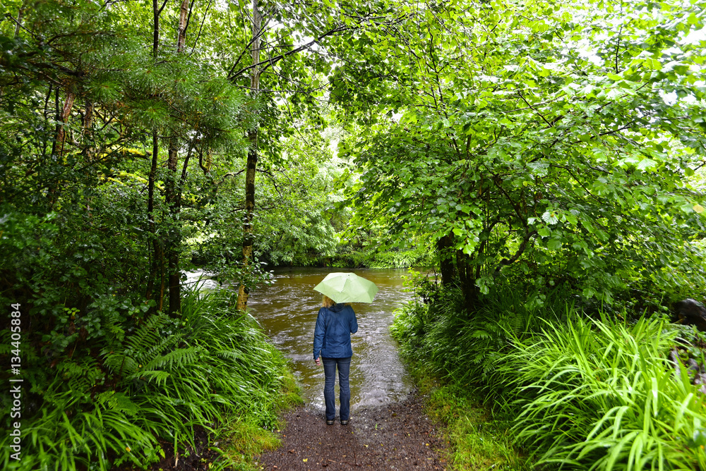 Irland Glengarriff Woods Nature Reserve StockFoto Adobe Stock