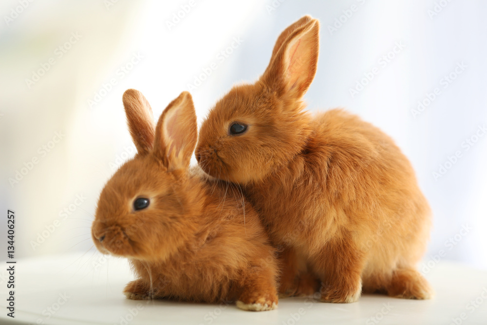 Fototapeta premium Cute funny rabbits on table at home