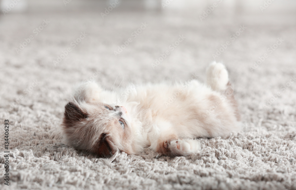Cute little kitten on carpet at home, closeup Cute little kitten on carpet at home, closeup