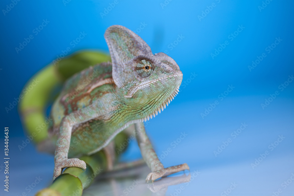 Obraz premium Green chameleon,lizard on blue background