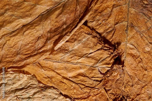 Dried tobacco leaves with visible structure