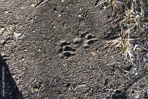 Dog Tracks in Mud