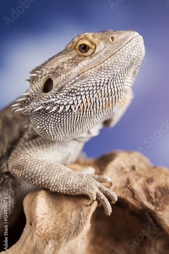 Agama bearded  pet on black background  reptile