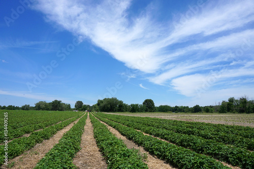 spring farm field