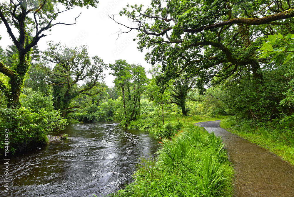 Irland Glengarriff Woods Nature Reserve StockFoto Adobe Stock